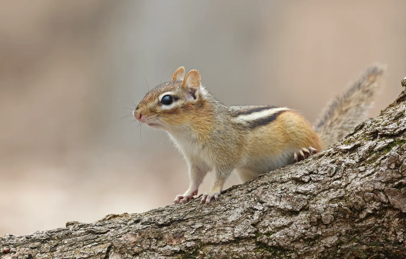 Photo wallpaper trees, background, Chipmunk, log, bark