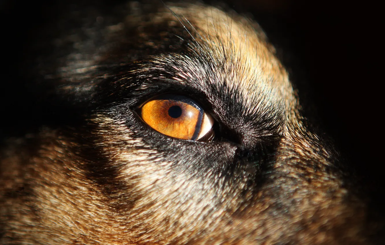 Photo wallpaper dog, eye, look