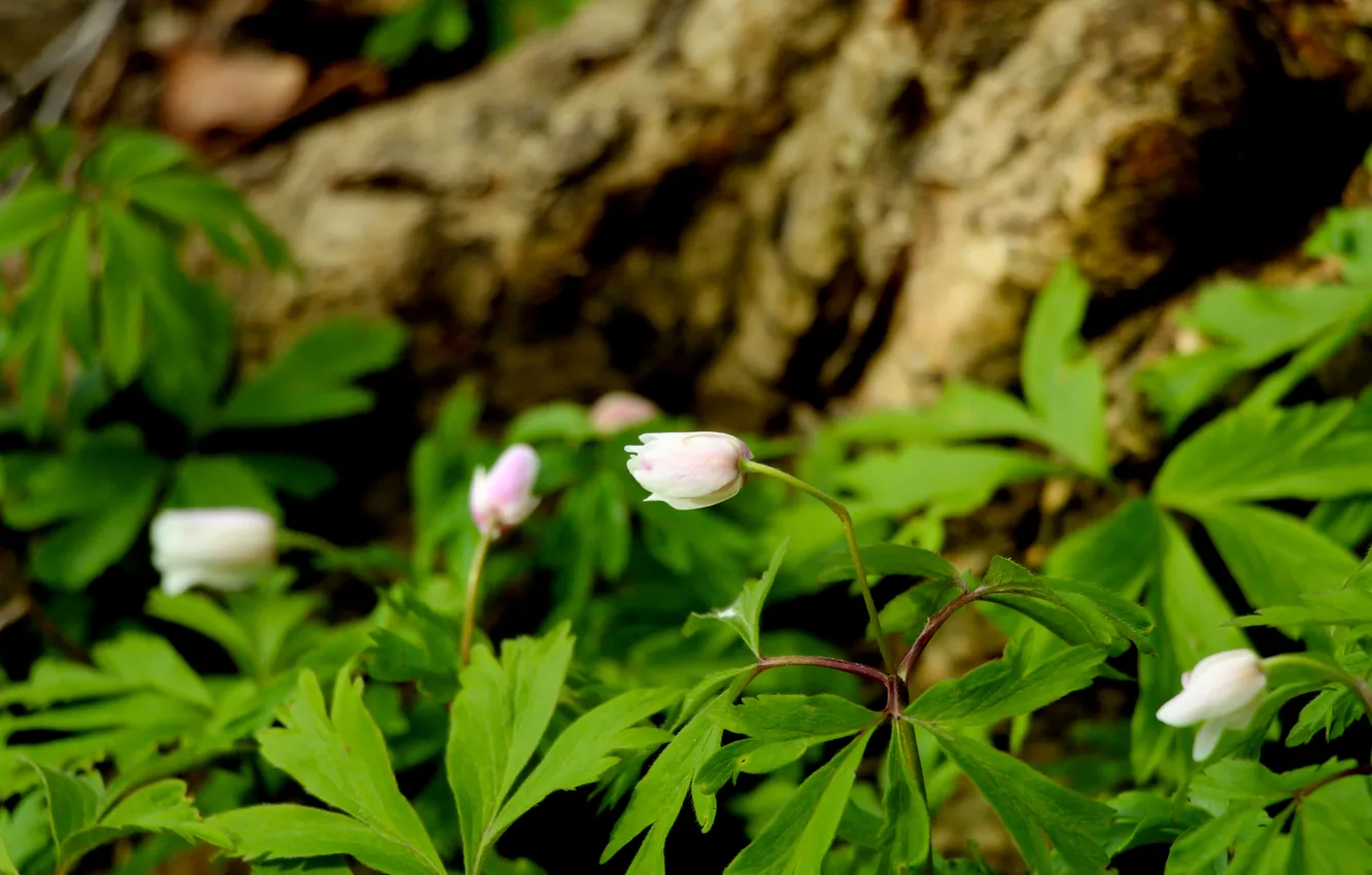 Photo wallpaper green, flower, leafs