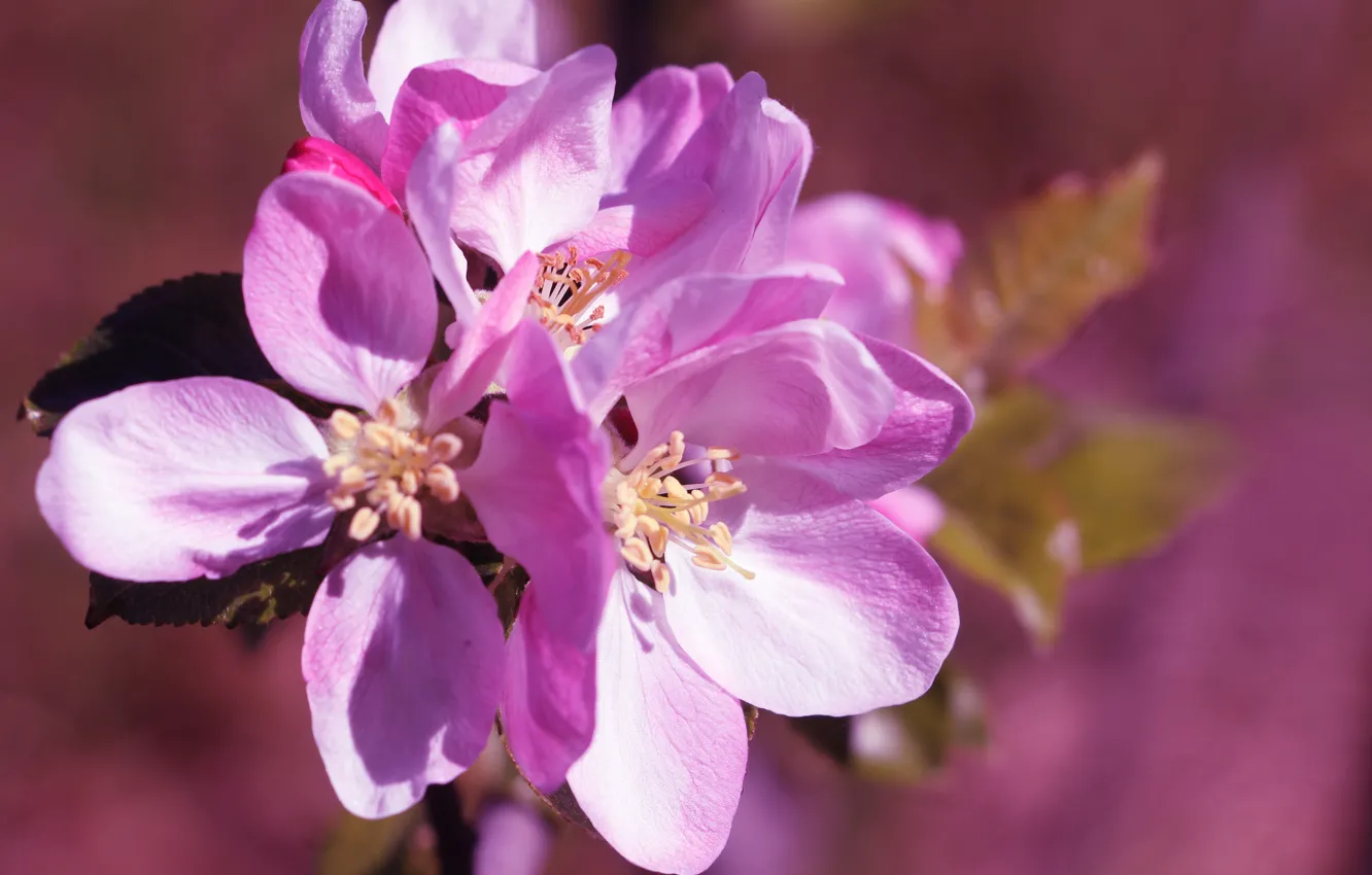 Photo wallpaper flower, pink, blooming