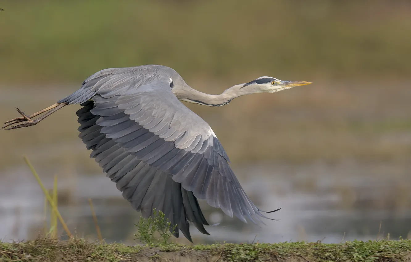 Photo wallpaper nature, background, Heron, Flies, DUELL ©