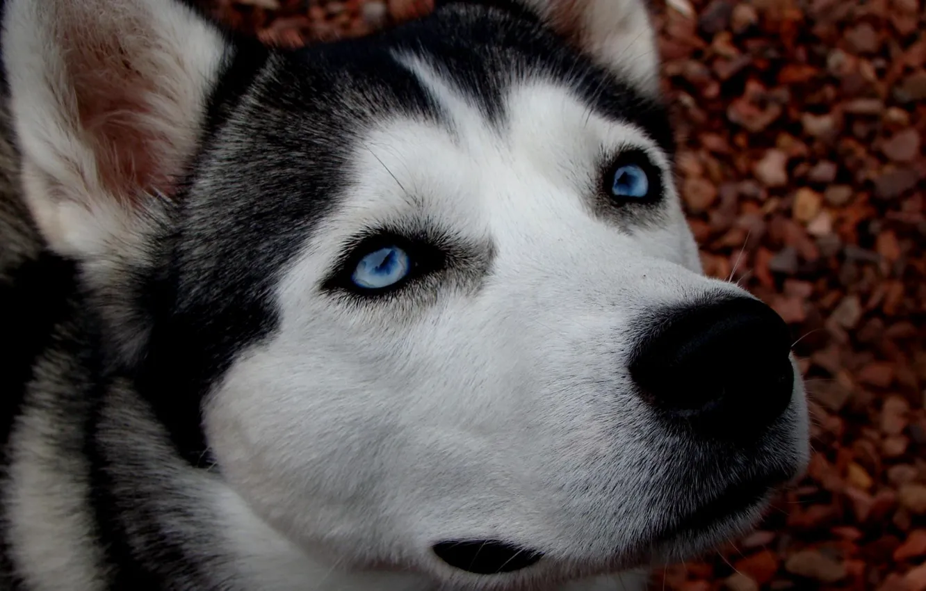 Photo wallpaper eyes, Wallpaper, dog, Husky