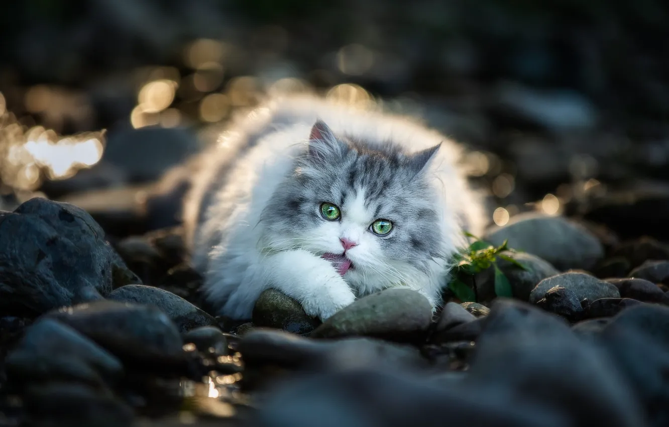 Photo wallpaper language, cat, cat, light, nature, glare, stones, legs