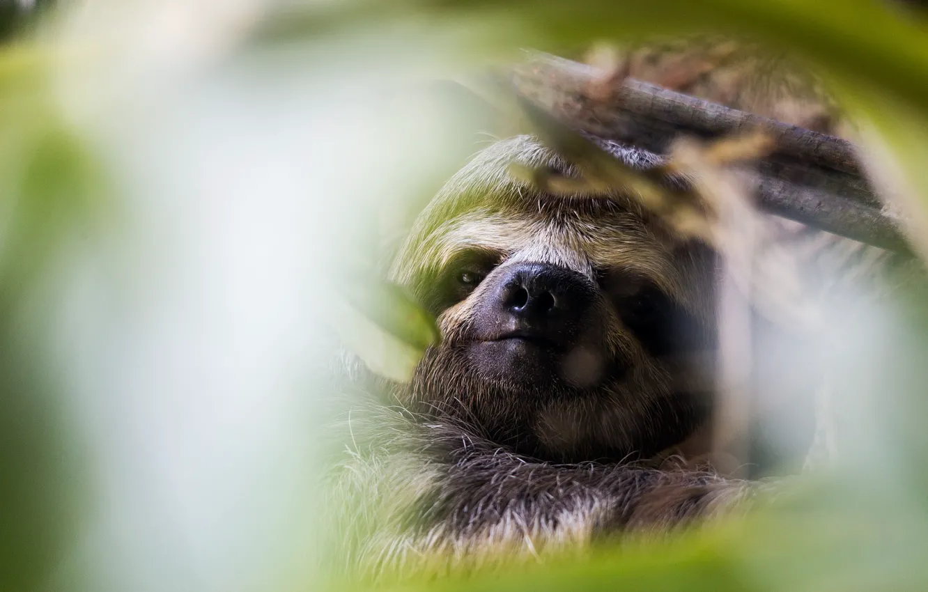 Photo wallpaper look, face, branches, pose, background, portrait, blur, nose