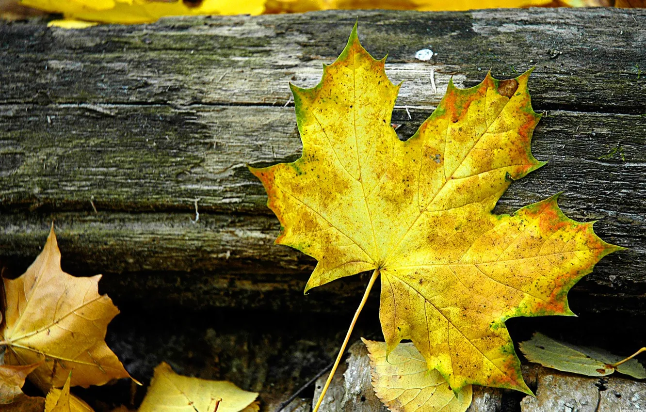 Photo wallpaper Board, yellow, log, maple, autumn, leaves