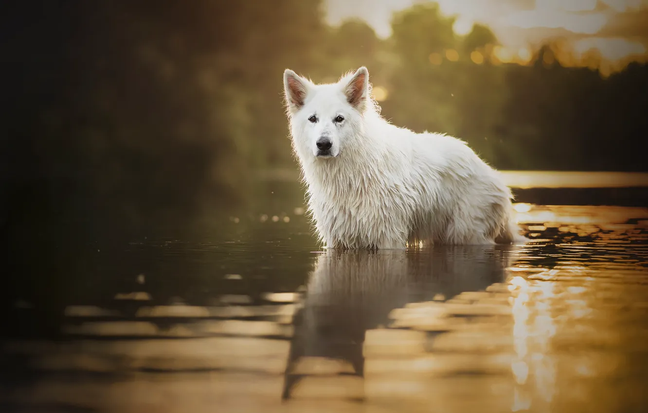 Photo wallpaper wet, in the water, dog