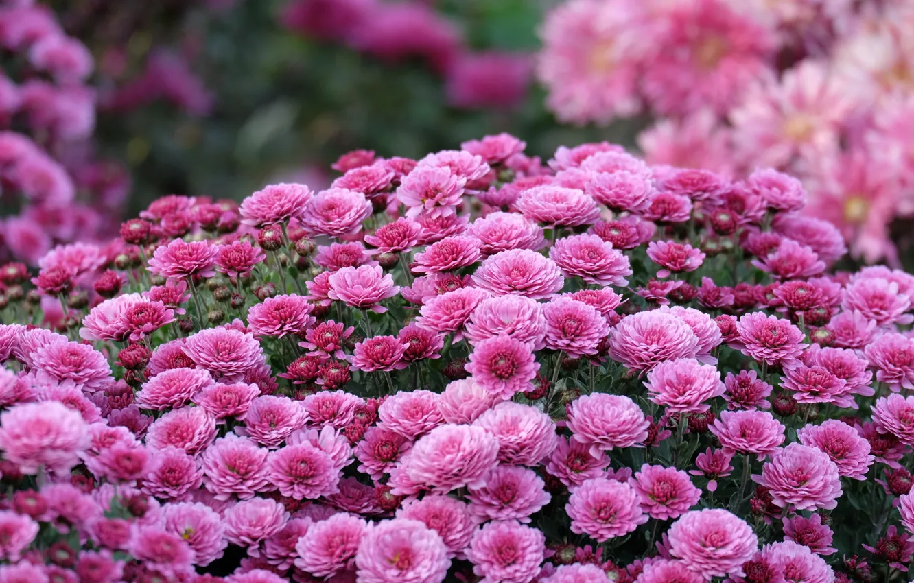 Photo wallpaper autumn, macro, flowers, chrysanthemum, lilac, bokeh