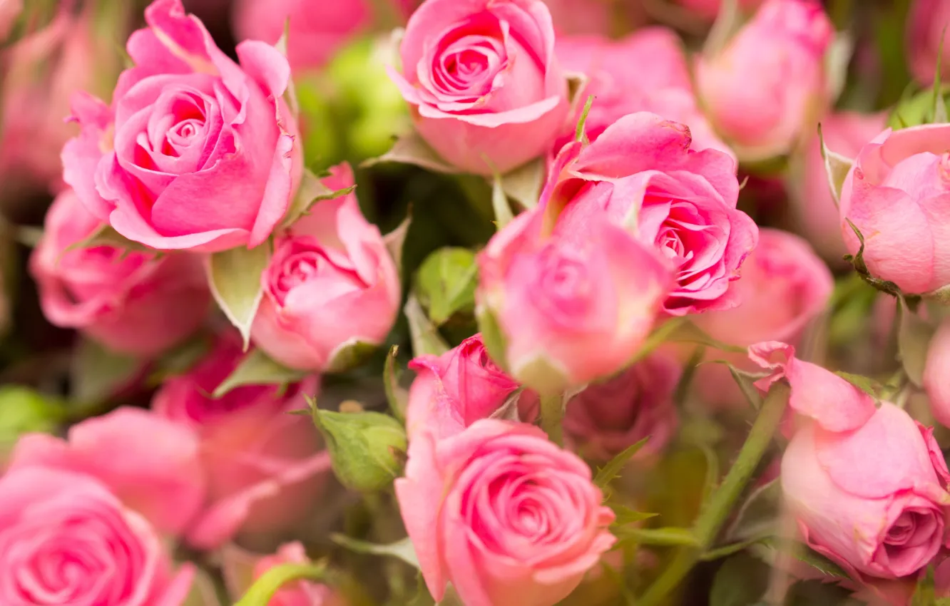 Photo wallpaper flowers, roses, pink, pink, roses