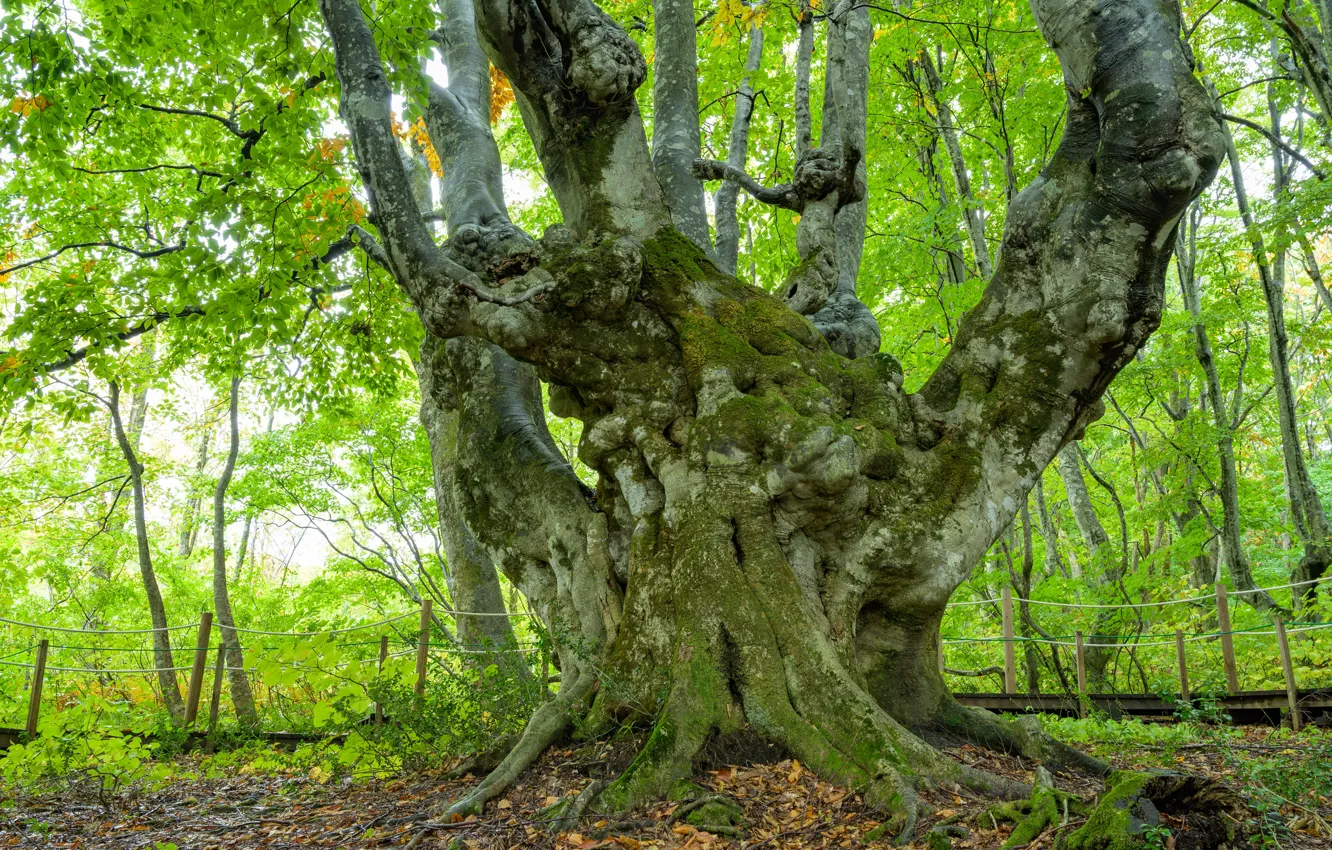 Photo wallpaper Nature, Tree, Forest, Branches, Trunk, Roots