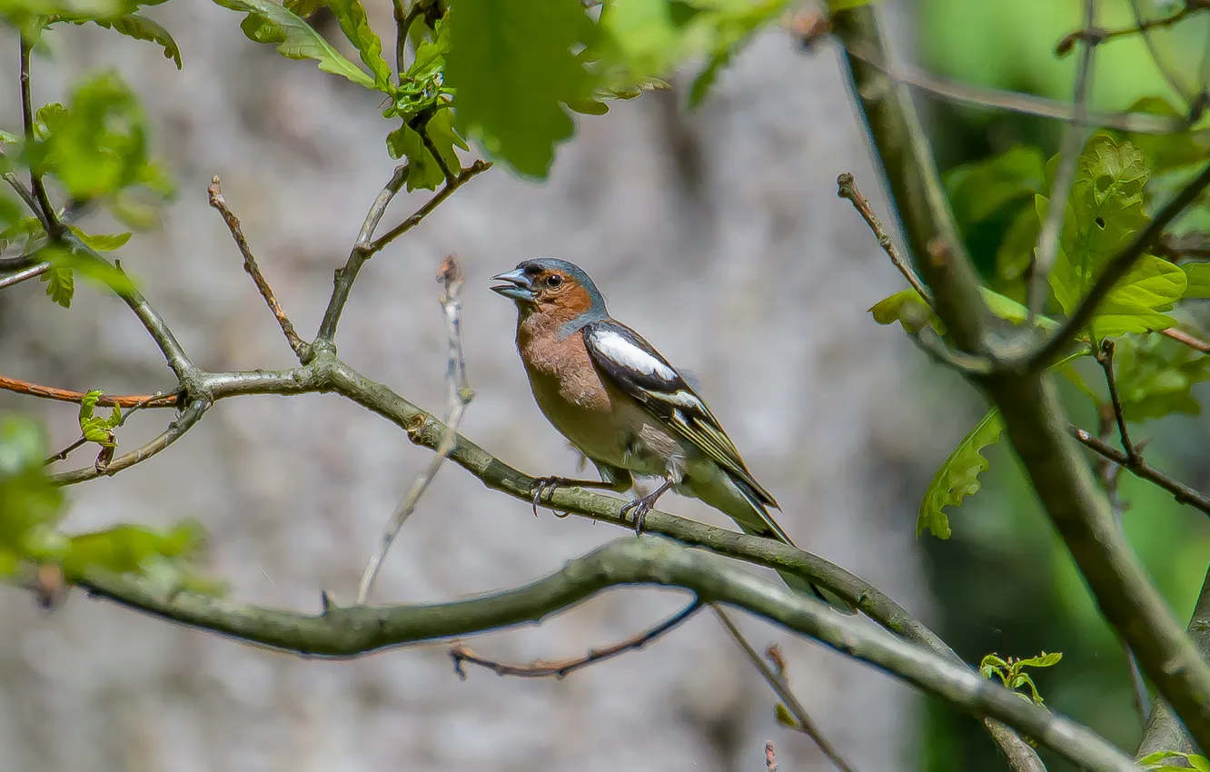 Photo wallpaper nature, bird, Chaffinch, photohunt