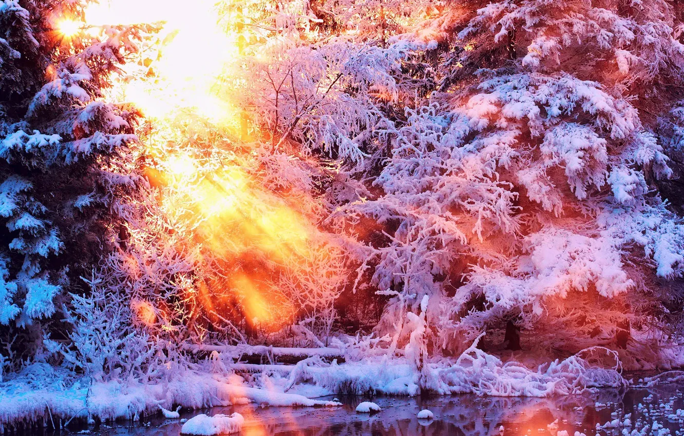Photo wallpaper winter, forest, rays, snow, Dawn