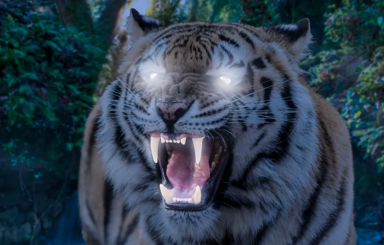 Photo wallpaper forest, language, eyes, look, face, light, nature, tiger