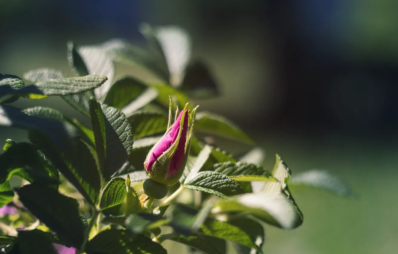 Photo wallpaper leaves, rose, Bush, Bud