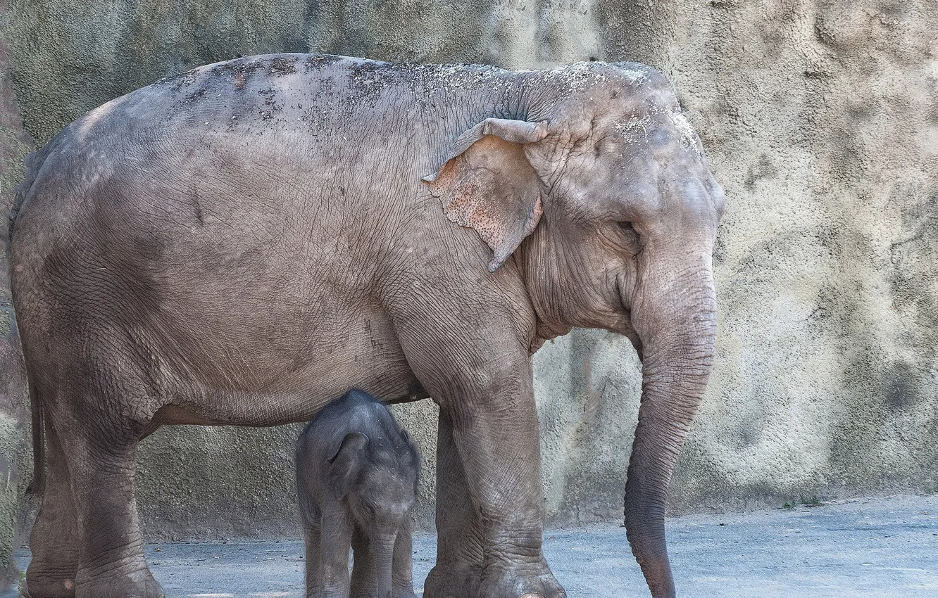 Photo wallpaper background, elephants, zoo