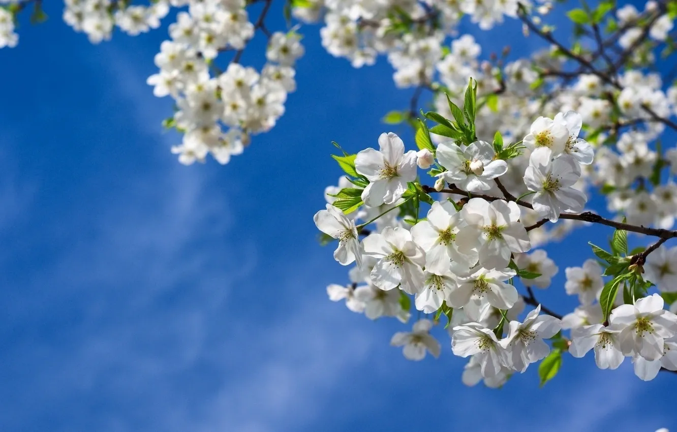 Photo wallpaper trees, flowers, cherry, inflorescence, fruit