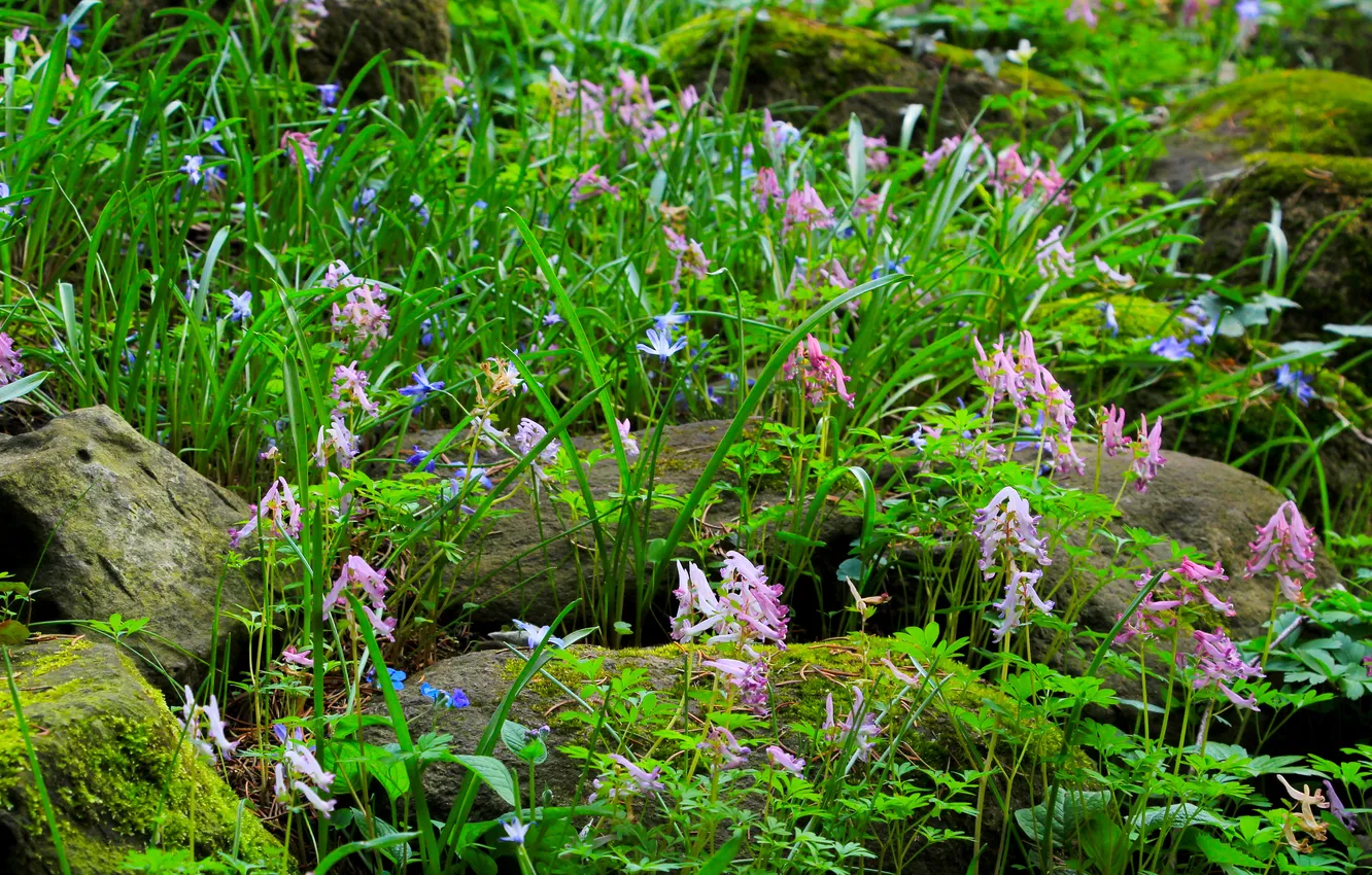 Photo wallpaper stones, plant, moss