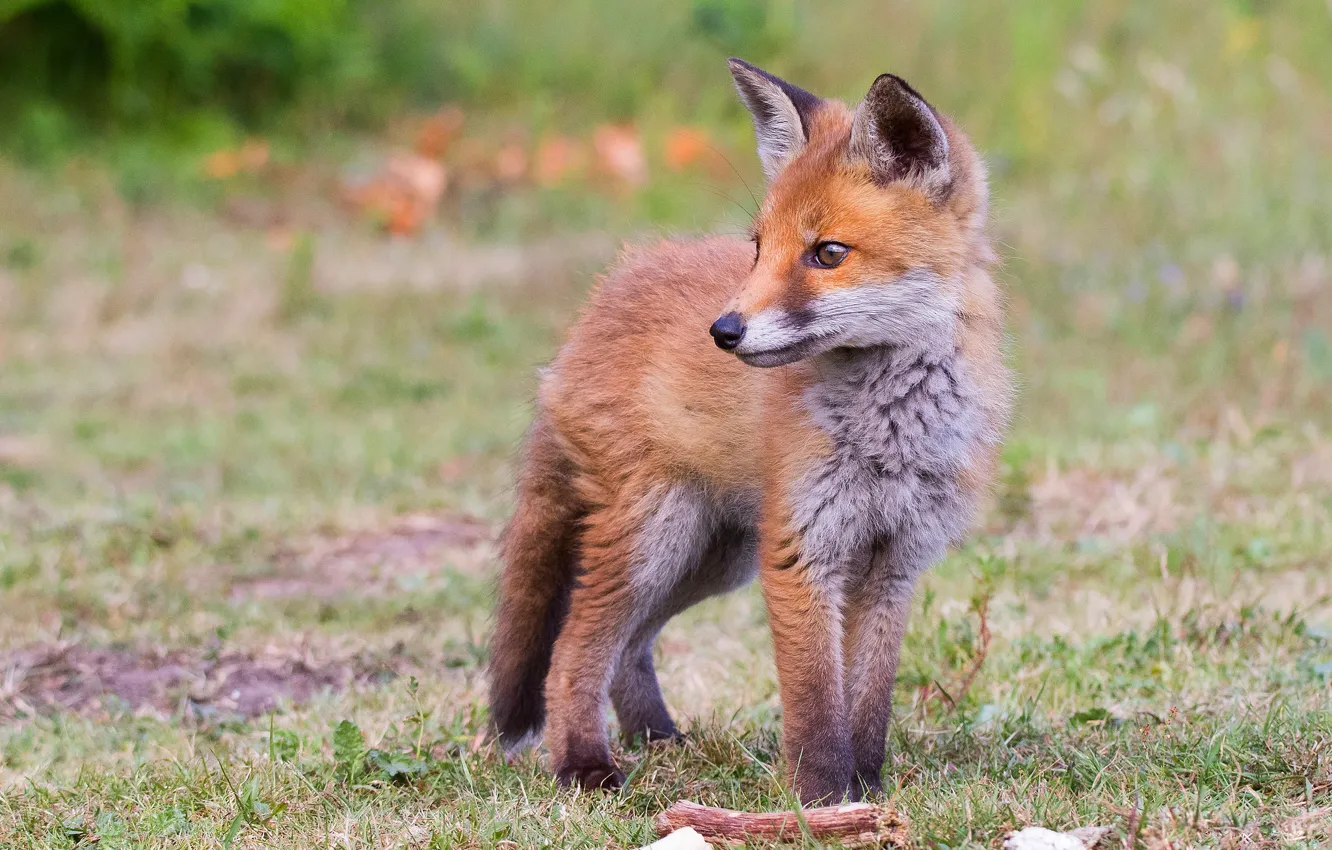 Photo wallpaper grass, look, nature, pose, background, baby, Fox, Fox