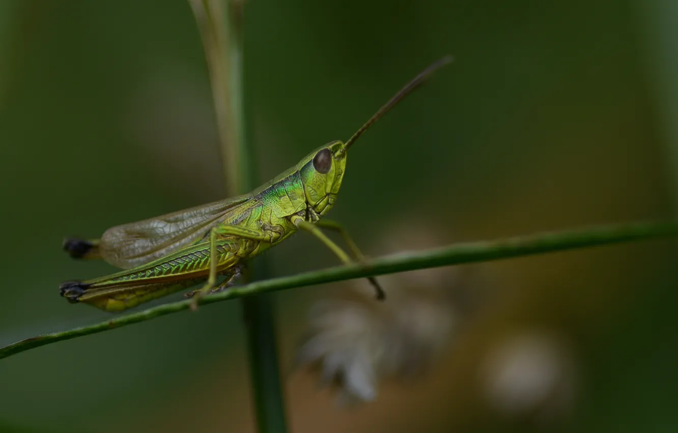 Photo wallpaper summer, grasshopper, sitting, a blade of grass