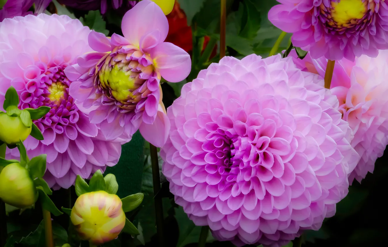 Photo wallpaper macro, flowers, garden, pink, buds, flowerbed, lilac, dahlias