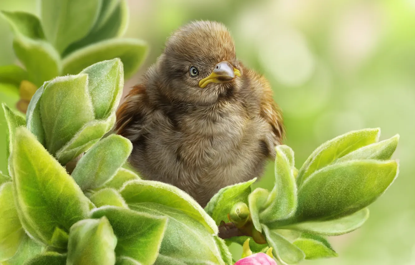 Photo wallpaper bird, branch, Sparrow