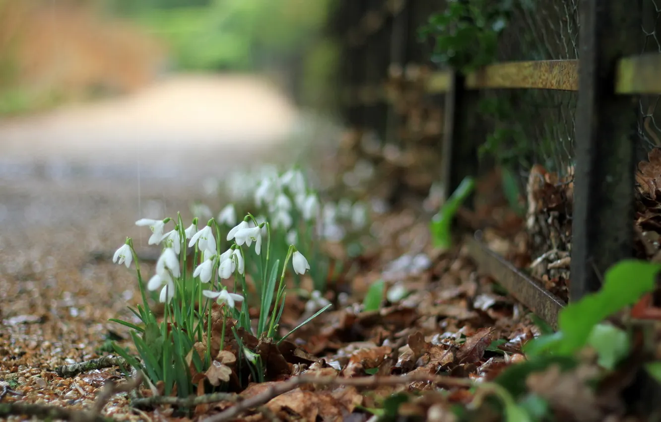 Photo wallpaper flowers, street, the fence