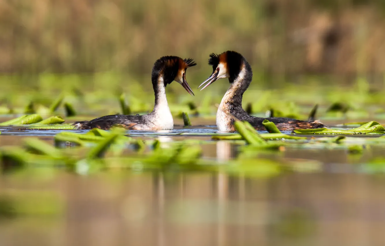 Photo wallpaper leaves, bird, pair, pond, Camhi