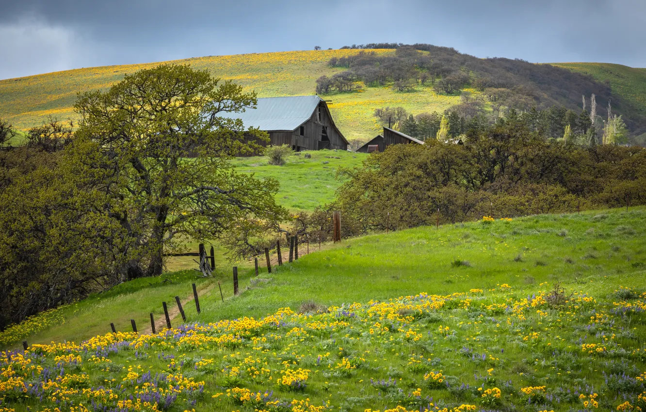 Photo wallpaper field, flowers, village, house