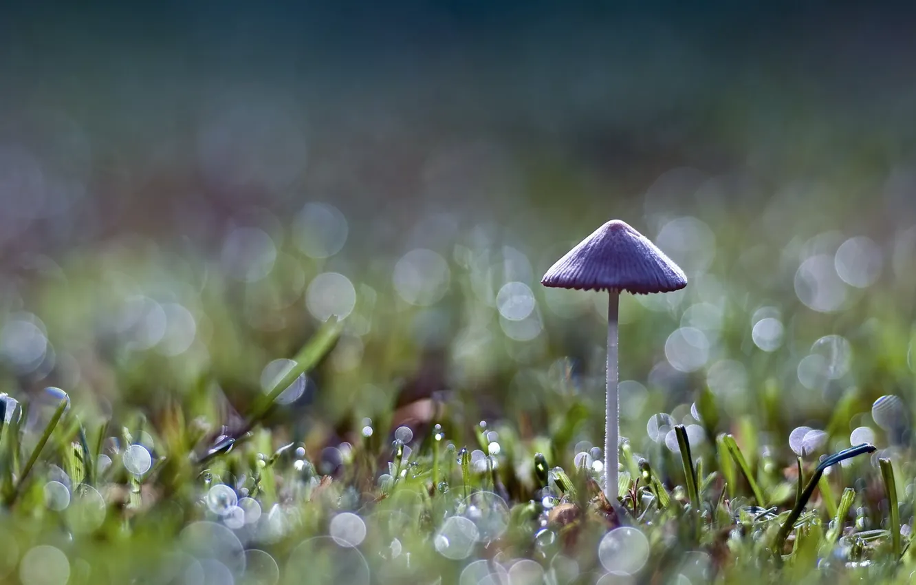 Photo wallpaper grass, green, mushroom