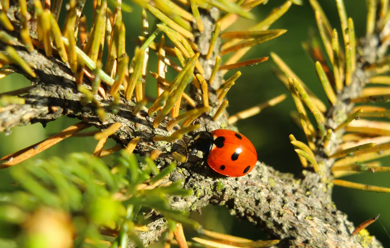 Photo wallpaper red, insect, ladybird