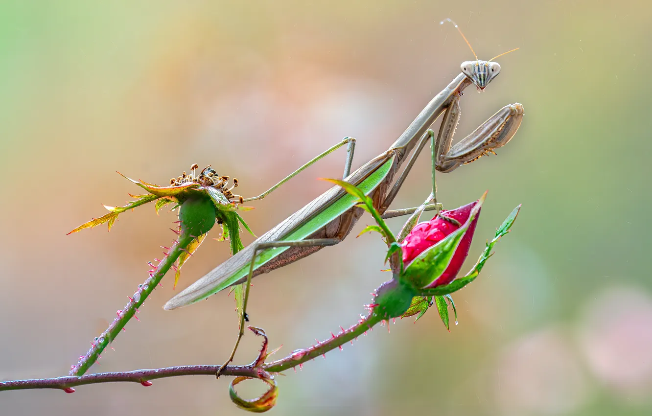 Photo wallpaper insect, mantis, sheet