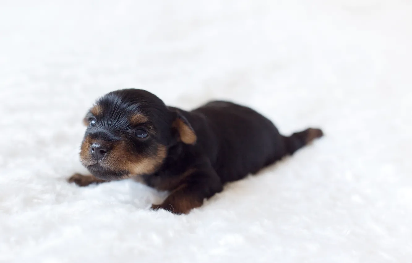 Photo wallpaper look, dog, baby, cute, puppy, Yorkshire Terrier