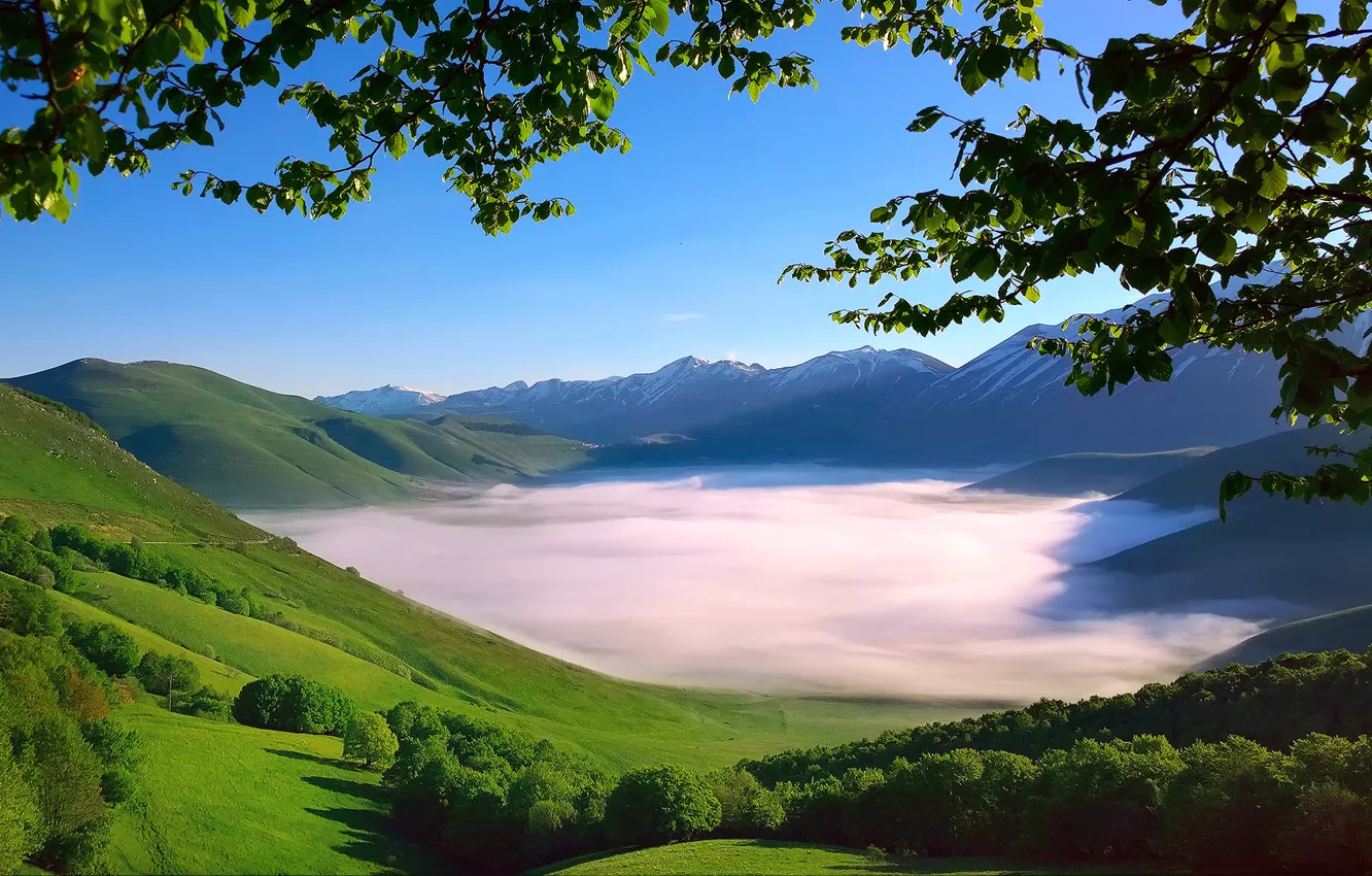 Photo wallpaper trees, branches, fog, foliage, spring, morning, valley, Italy