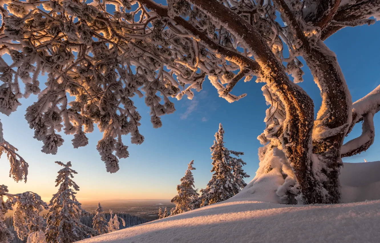 Photo wallpaper winter, snow, trees, Finland, Finland, North Karelia, North Karelia, Koli national Park