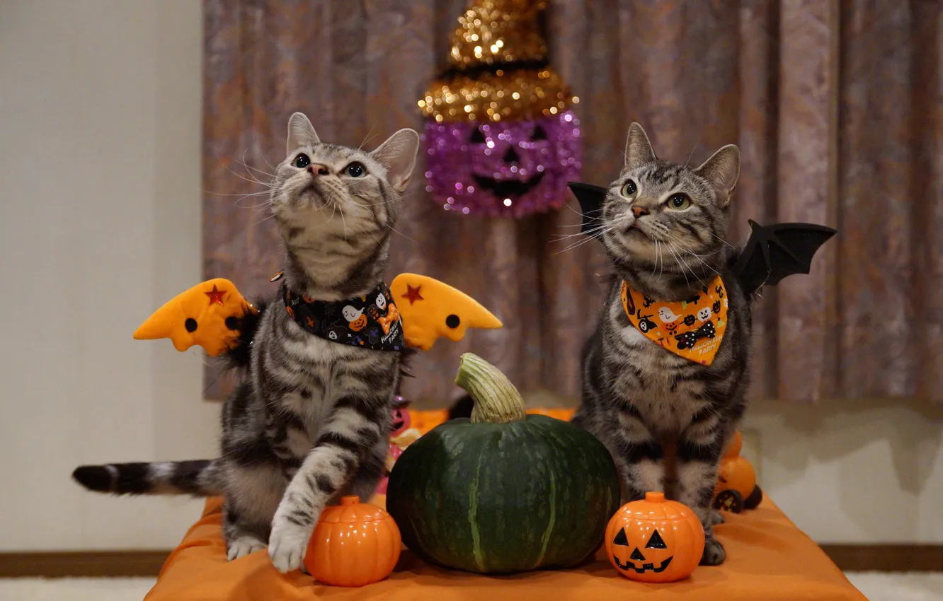 Photo wallpaper cat, holiday, Halloween, melon