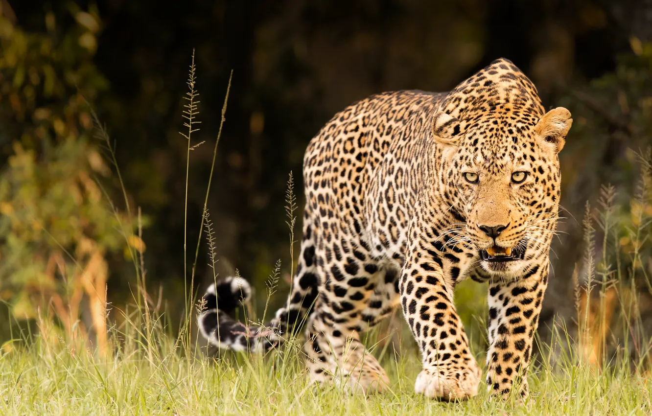 Photo wallpaper grass, leopard, wild cat