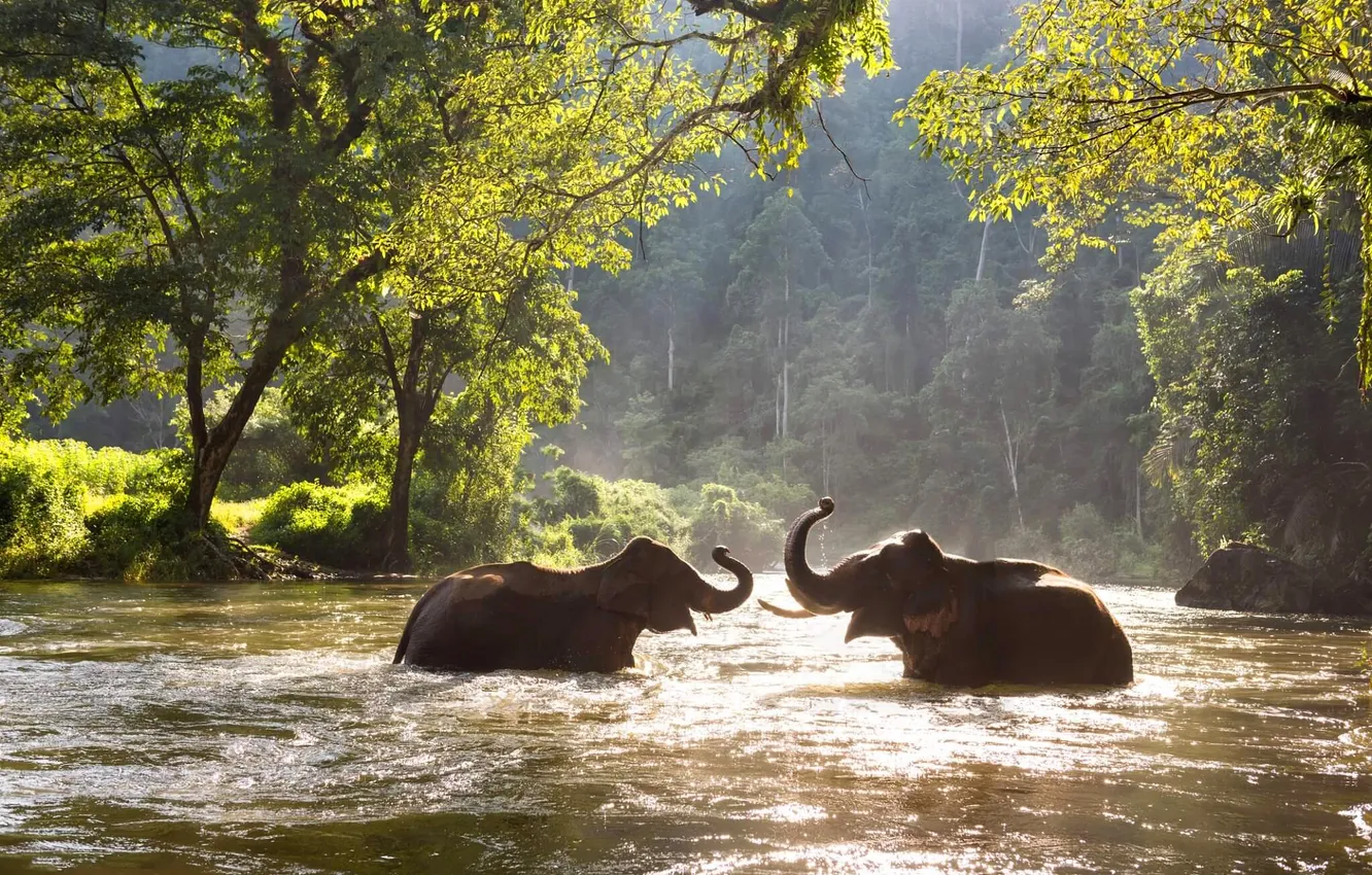 Photo wallpaper light, two elephants, bathing, trees, squirt, pair, pond, elephant