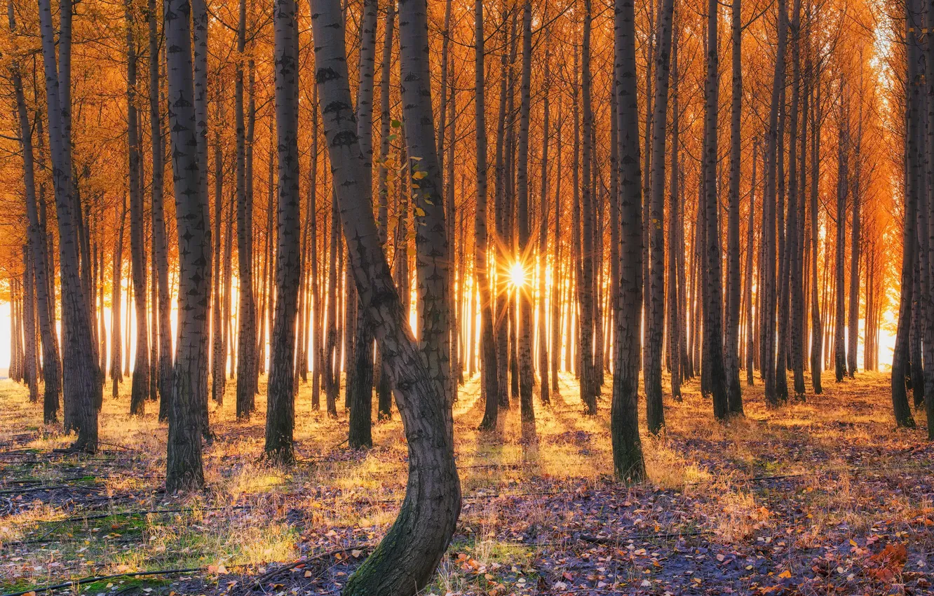 Photo wallpaper autumn, forest, light