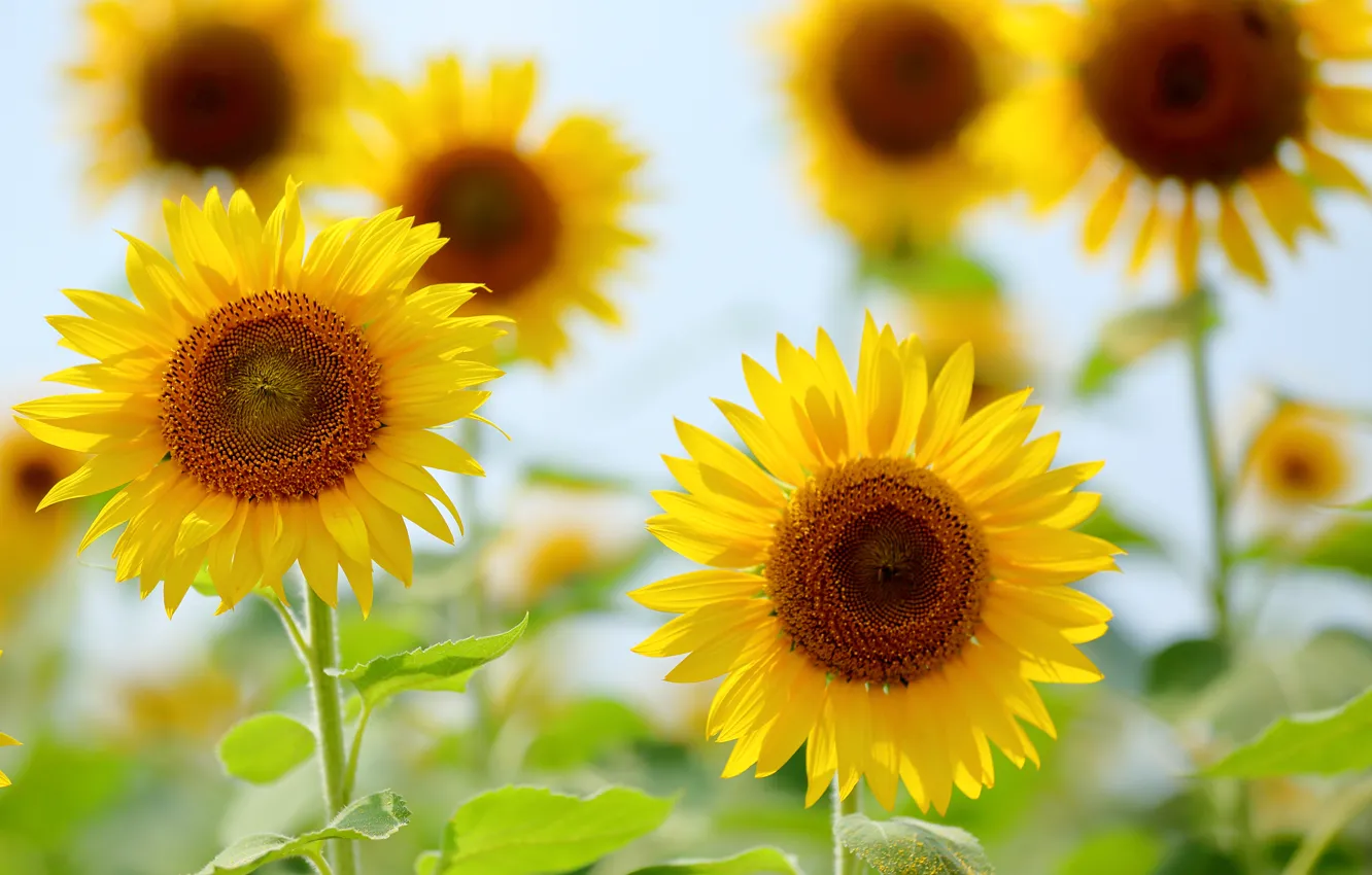 Photo wallpaper summer, sunflowers, nature