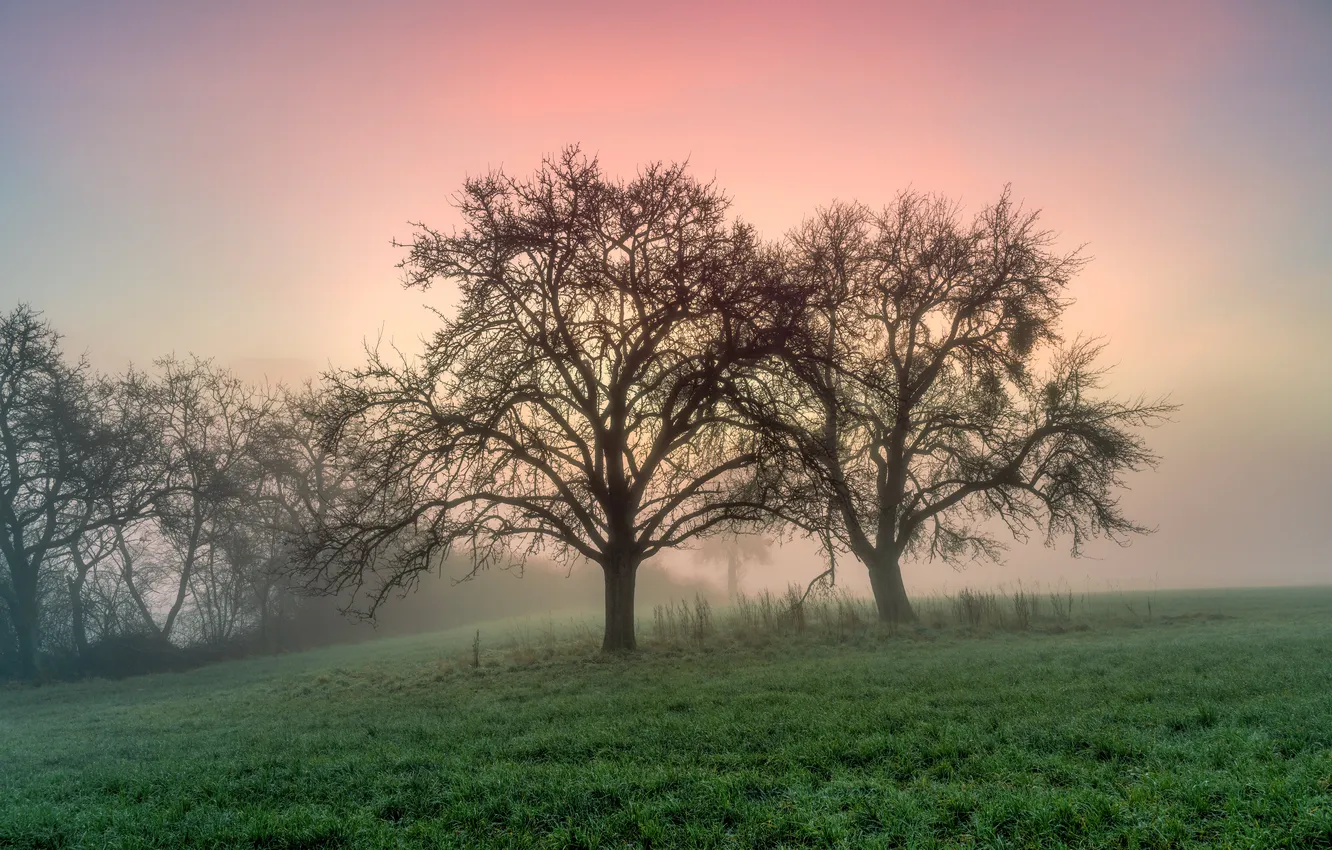 Photo wallpaper field, trees, fog