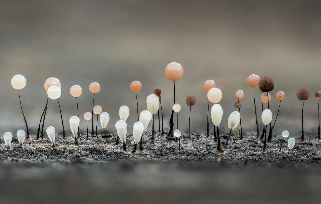 Photo wallpaper balls, macro, nature, mushrooms, grey background, mold
