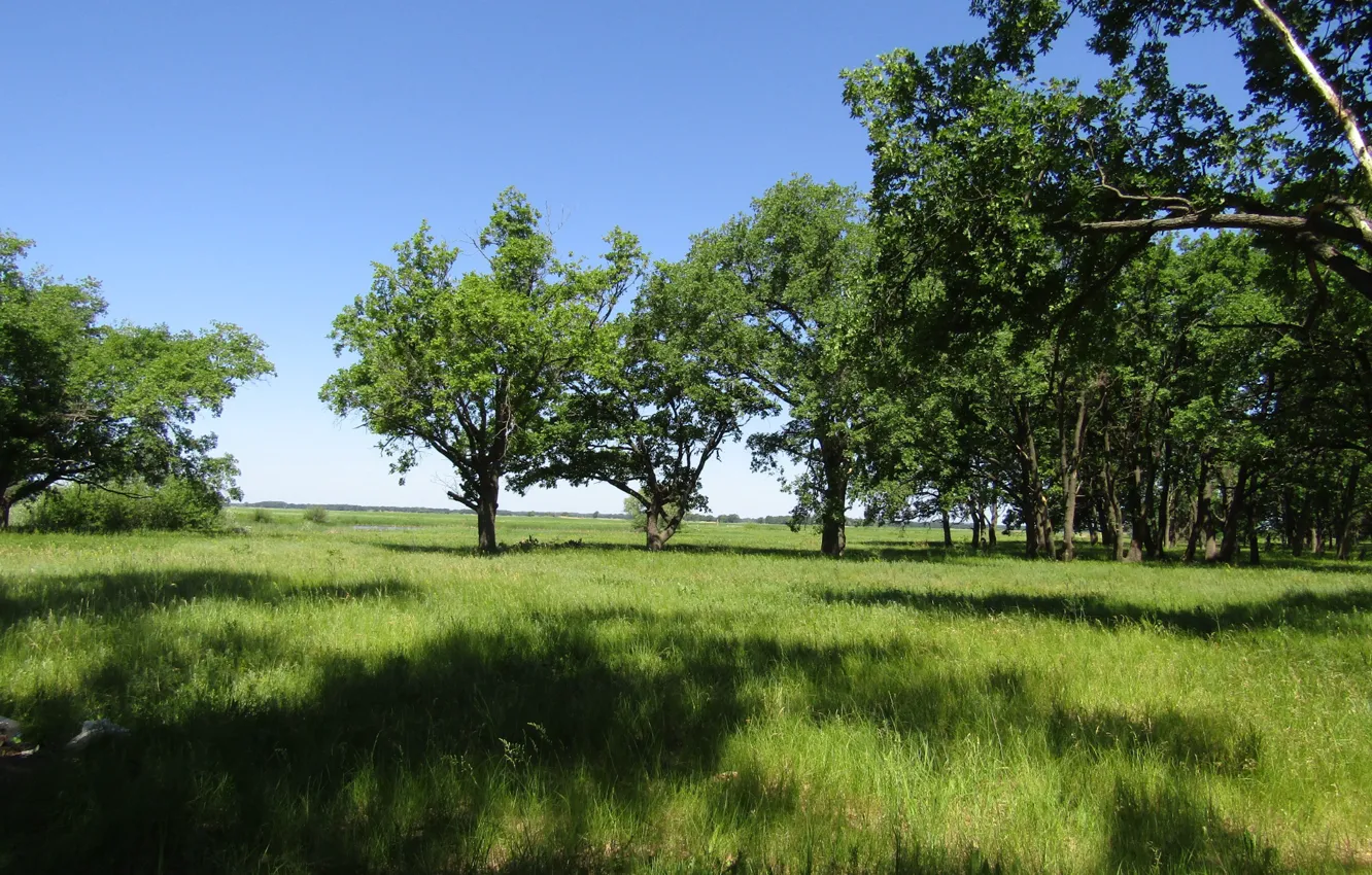 Wallpaper Greens Field Forest Summer The Sky Grass Trees Nature