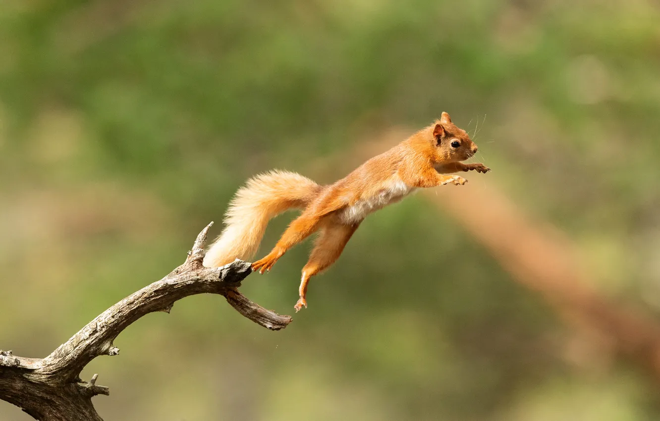 Photo wallpaper flight, branches, nature, pose, jump, paws, protein, tail
