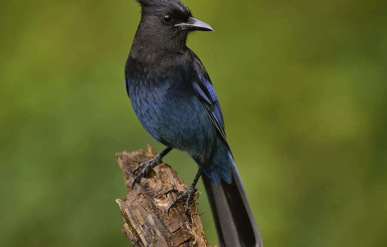 Photo wallpaper background, bird, blue feathers, Martin Dollenkamp