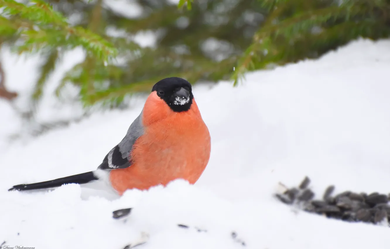 Photo wallpaper winter, nature, bird, bullfinch, photohunt
