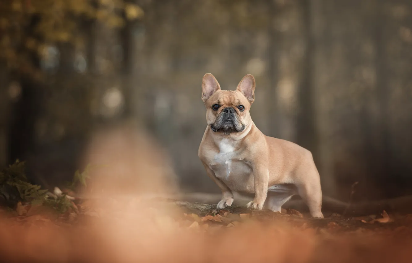 Photo wallpaper autumn, forest, foliage, dog, French bulldog, Shorty
