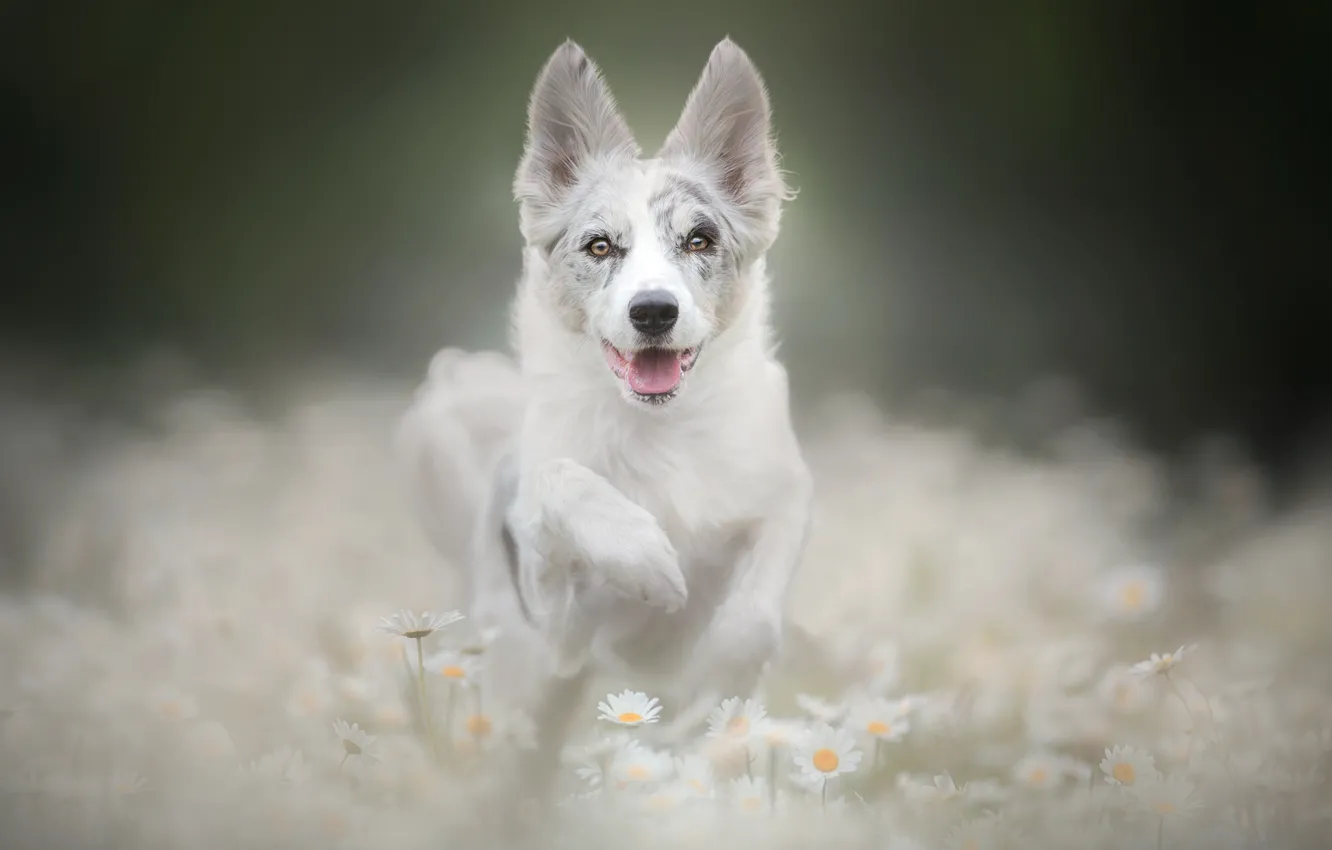 Photo wallpaper face, flowers, paw, chamomile, dog, puppy, bokeh
