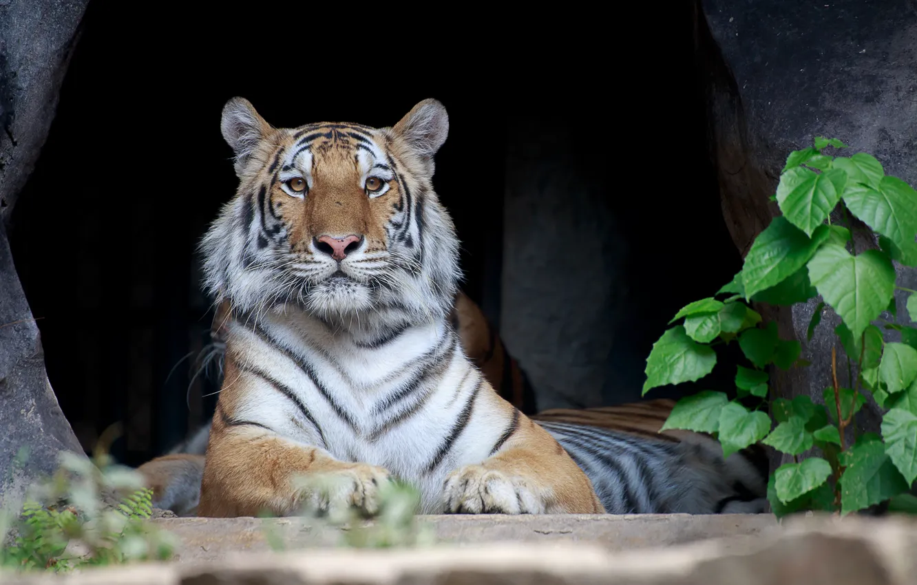 Photo wallpaper tiger, predator, lies, striped, resting