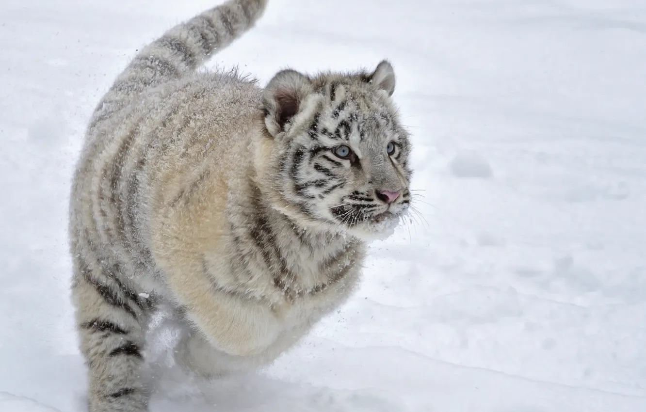 Photo wallpaper winter, snow, kitty, the game, running, Tiger