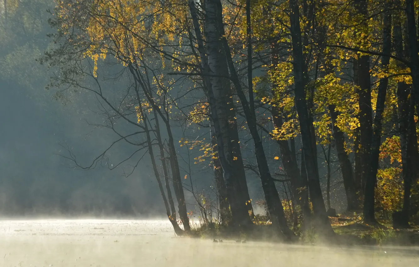 Photo wallpaper morning, fog, trees, shore, pond, foliage, autumn, forest