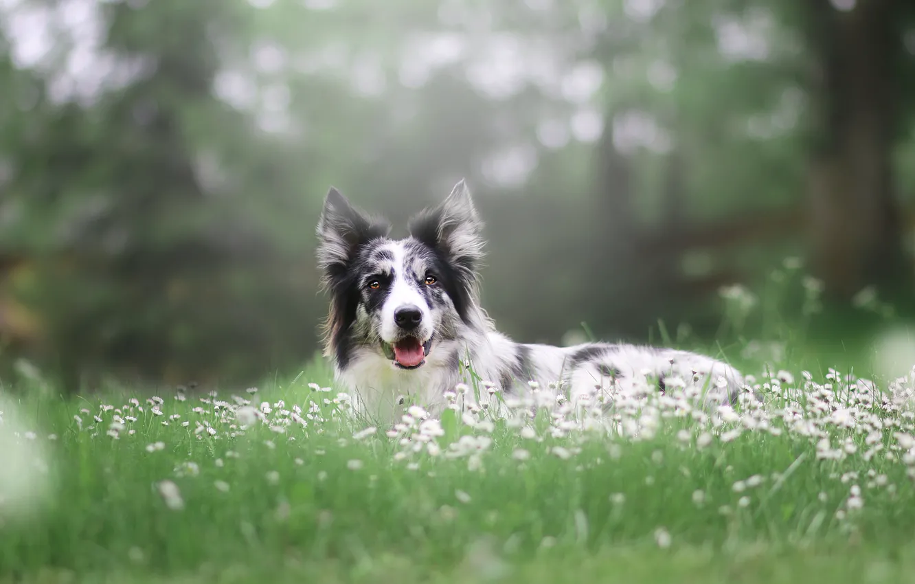Photo wallpaper language, summer, grass, look, flowers, fog, background, glade